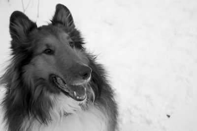 Great photo Madison. I like the use of rule of thirds and the expression on the dogs face. It is well composed and there is a nice balance of light and dark within the shot.