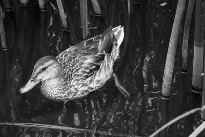 Nice capture Sierra... I like how the duck is in sharp focus and it is contrasting against the dark water.