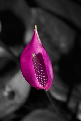 Beautiful capture Josie... I really like how the flower is contrasted against the dark background. Good work here...