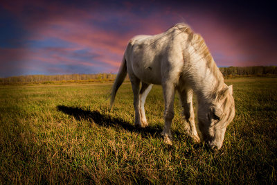 Awesome shot Breanna... your are so lucky to have your very own horses to shoot anytime you want. I really love the composition here, the dramatic lighting and the soft vignette all add to the impact. The horse contrasts nicely against the surrounding elements.