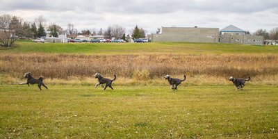 Nice capture Rayna! I love the overall motion of the dog as he runs by.