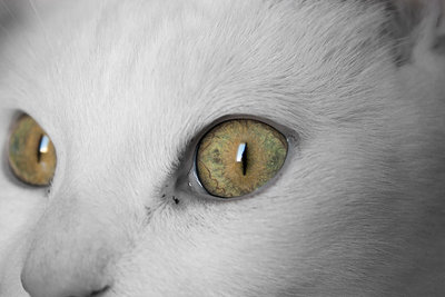 Stunning photo Brooke... you captured the cat's eyes in perfect focus. The colour of the eyes and the overall composition makes this a great photo.
