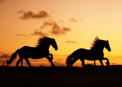 equine-horse-photography-5-500x356.jpg