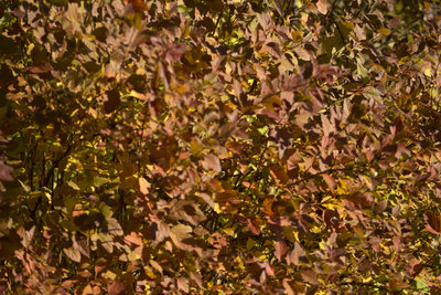 Fall colours_mclean.jpg