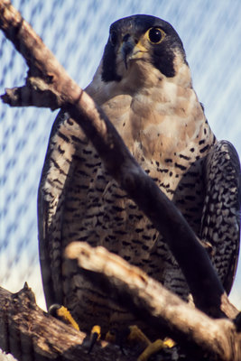 Peregrine Falcon.jpg