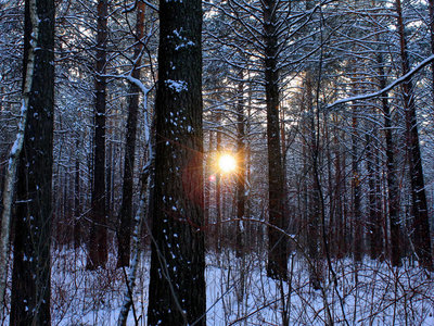 41741__sun-in-the-winter-forest_p.jpg