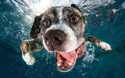 seth-casteel-underwater-dogs-photography-15.jpg
