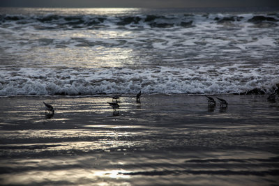 Photo in Santa Monica beach