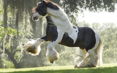 Amazing horse.jpg