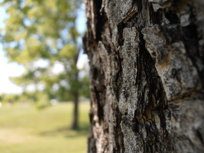 Tree Trunk.<br />Copyright-DTC