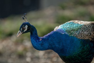 zoo photo 4.jpg