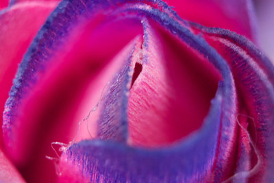 Nice shots Evan... I like the abstract look of the flower and the tilt shift idea of the Woods shop was a nice touch.