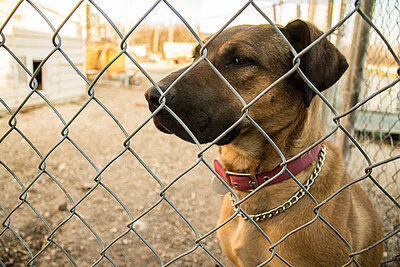 Nice capture Chad! I like how you composed this photo with the fence in the foreground. The dog's expression and the way you framed it makes for a interesting photo.