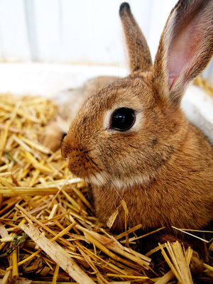 Good photo Rayna... nice focus and composition. It sure helps to have such a cute subject too!