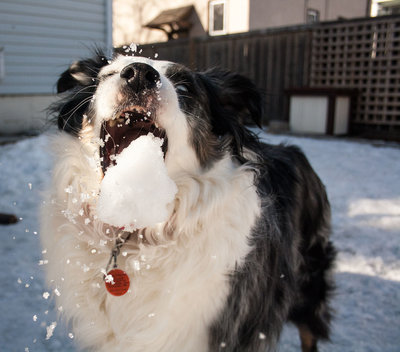 Good job Brooke... you captured your dog's expression perfectly. The angle of the shot makes this photo more dynamic.