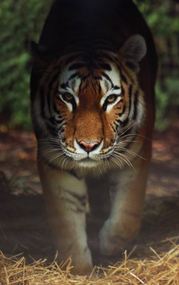 tiger_web.jpg