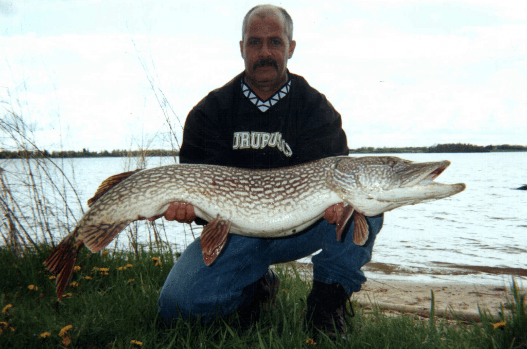Trophy Northern Pike with Manitoba Guide Service